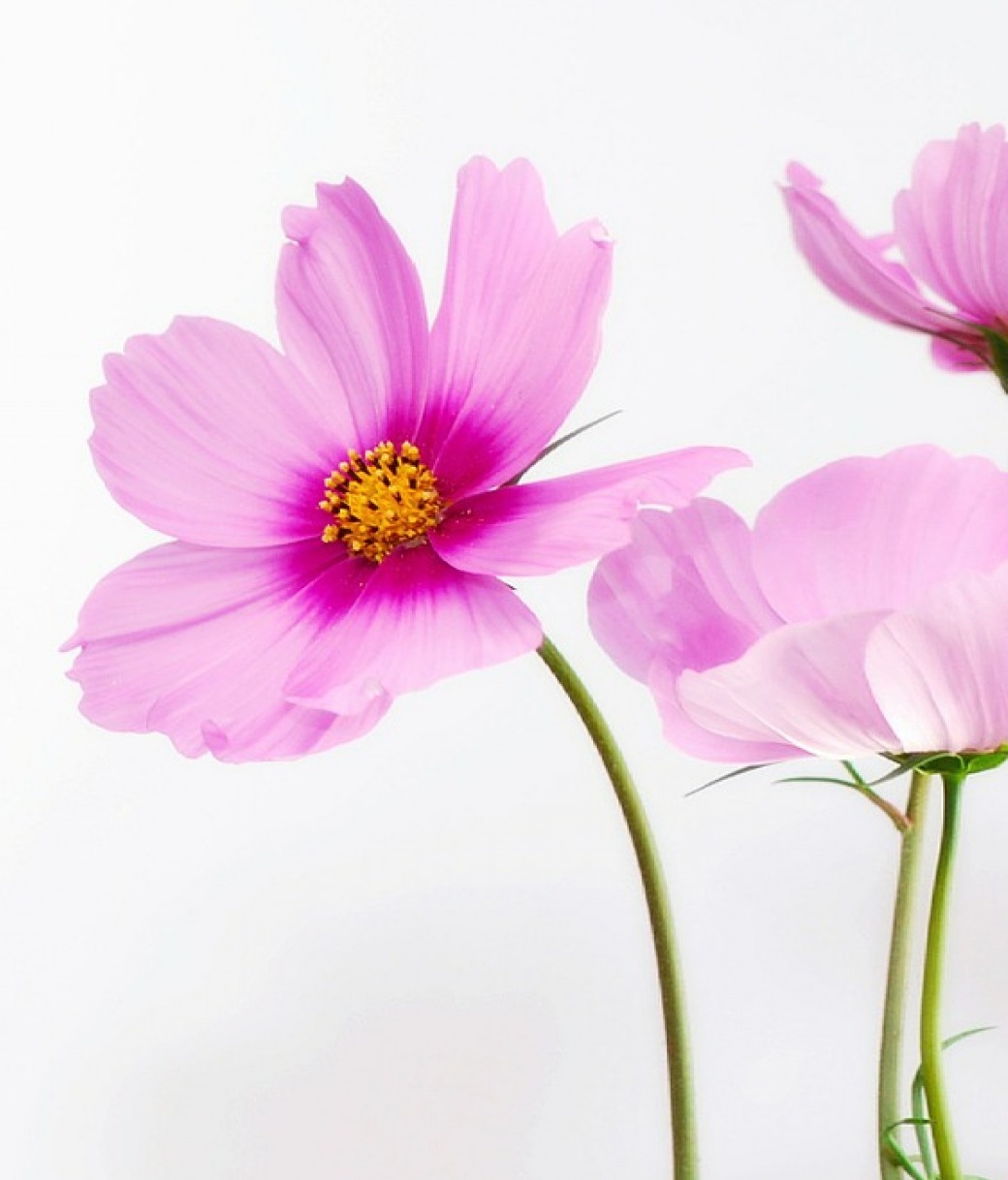 gallery/fb5331114641557dbed2b4358b867210